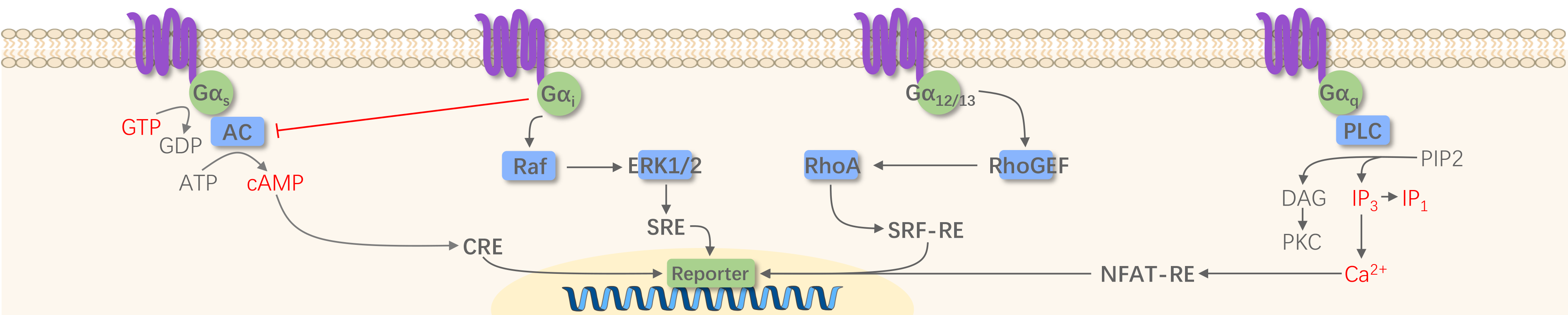 GPCR-2.png