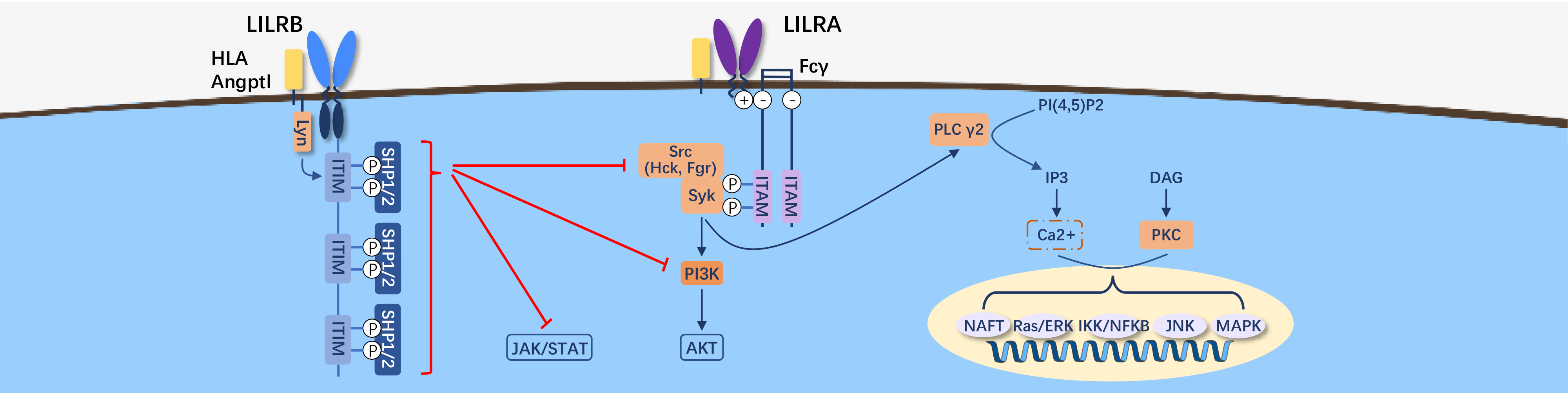 LILR-2.png