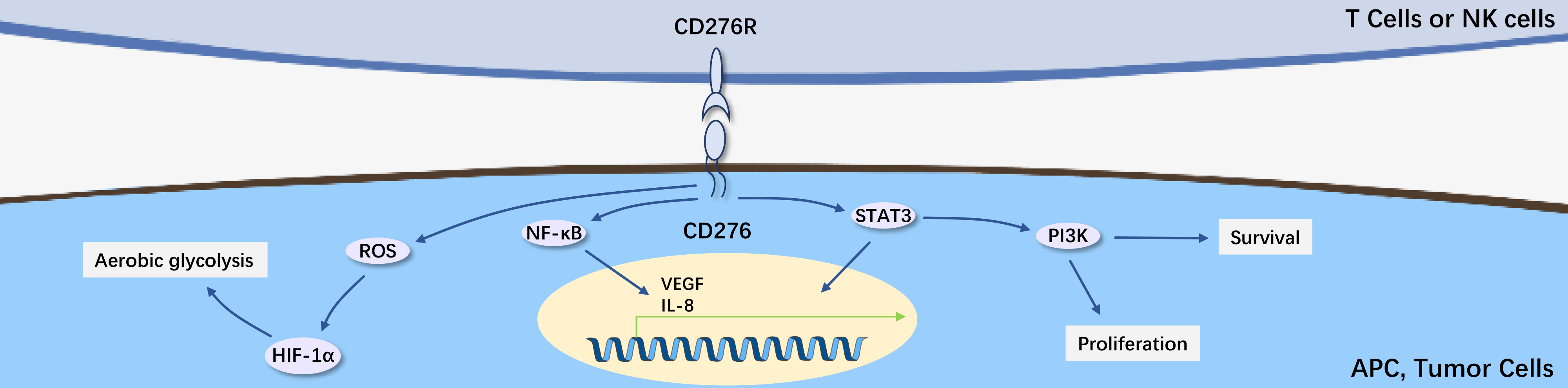 CD276-2.png