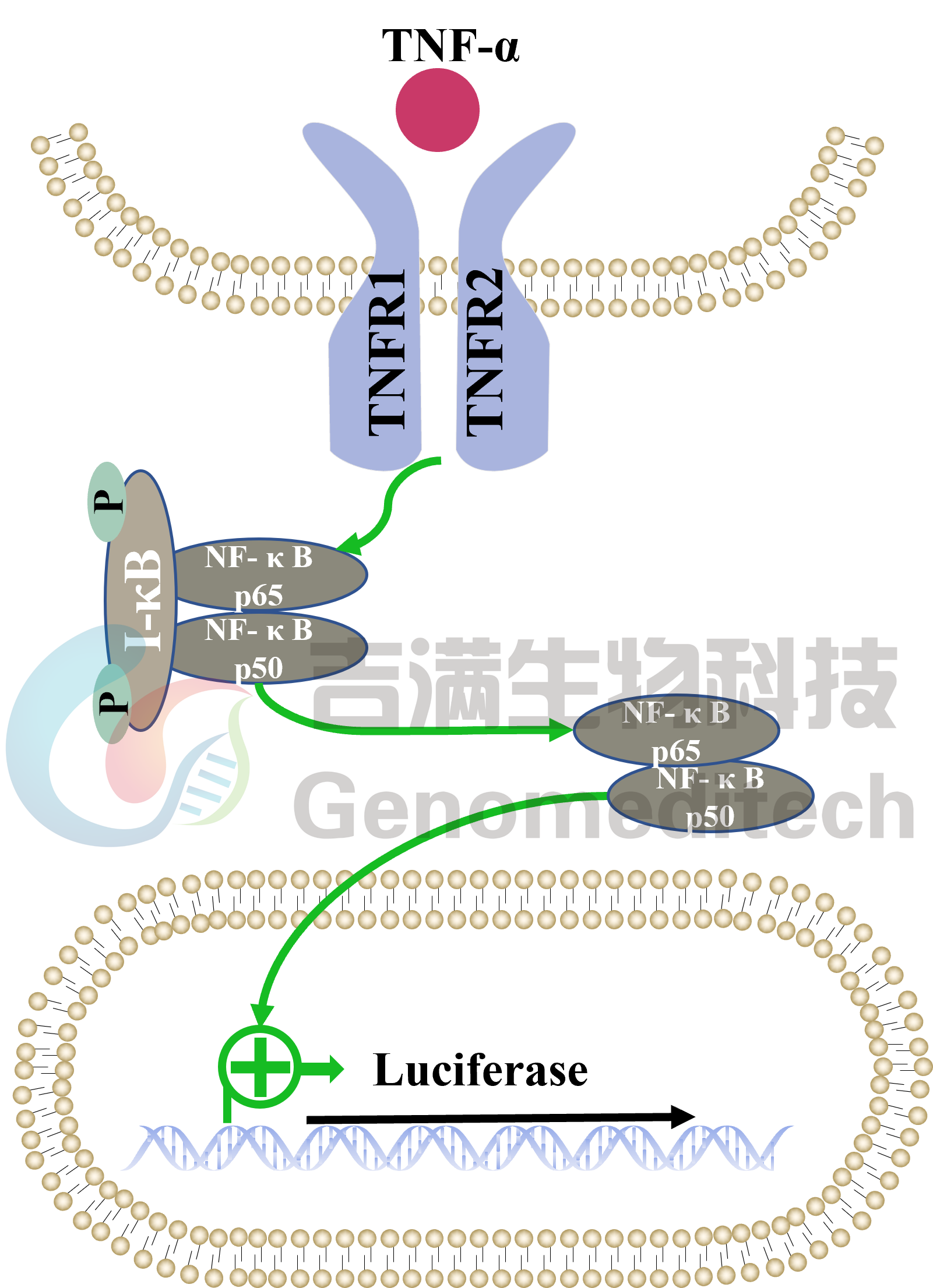 NFKB信号通路图.png