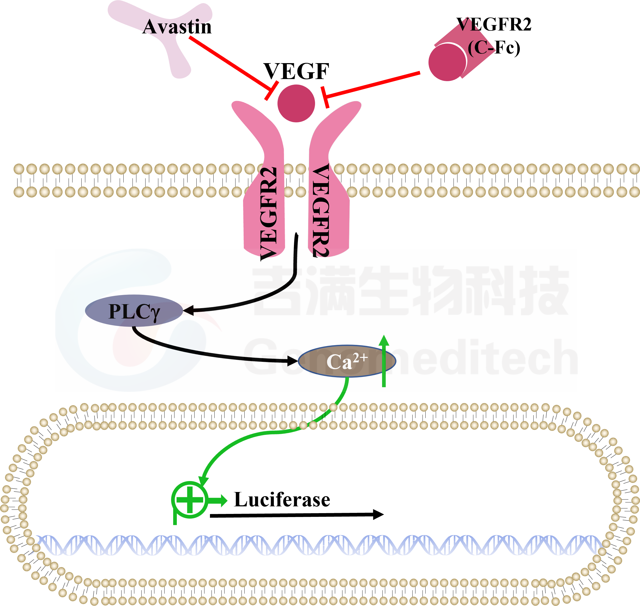 GM-C09057 示意图.png