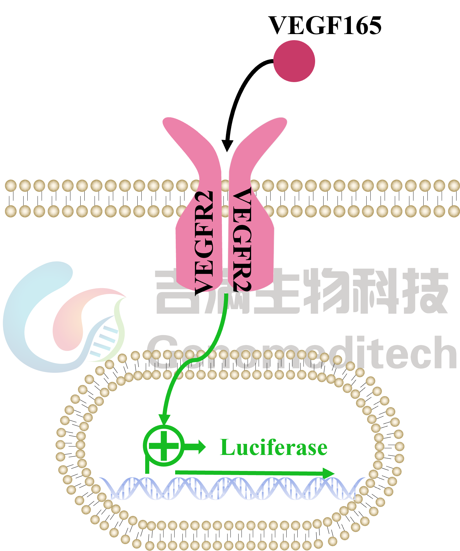 GM-C26018 信号通路.png