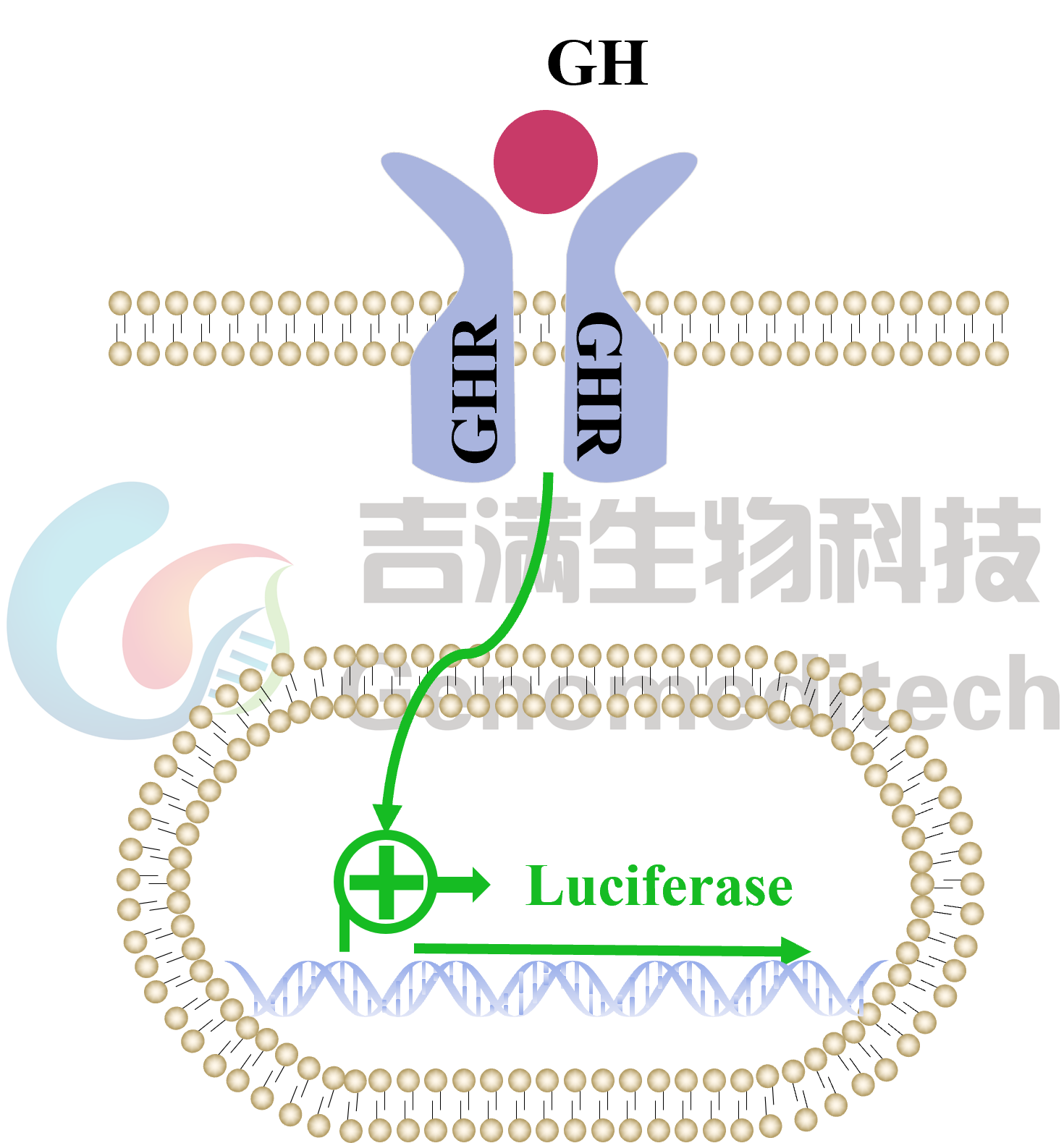 GH GHR信号通路图.png