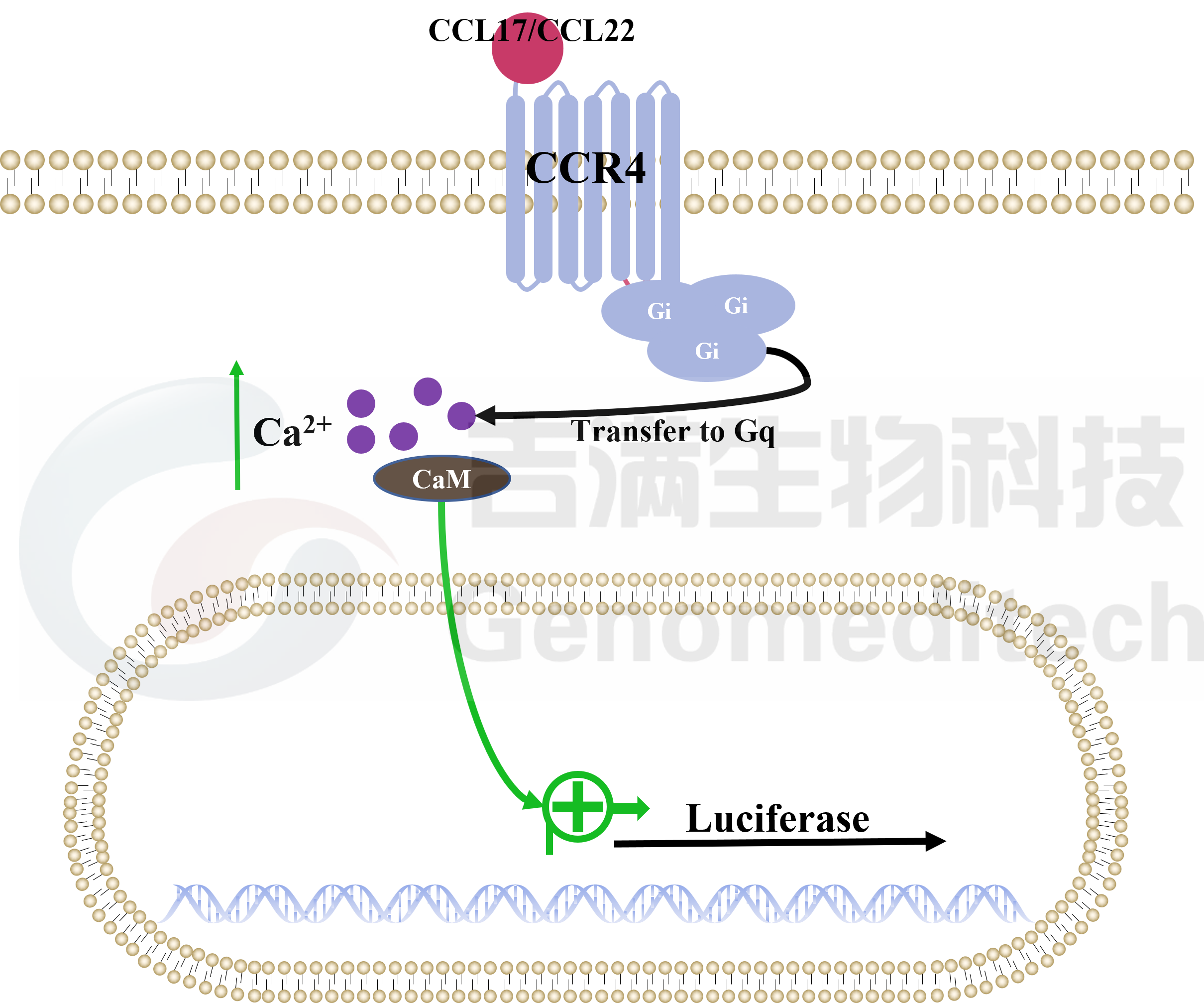 CCR4信号通路.png