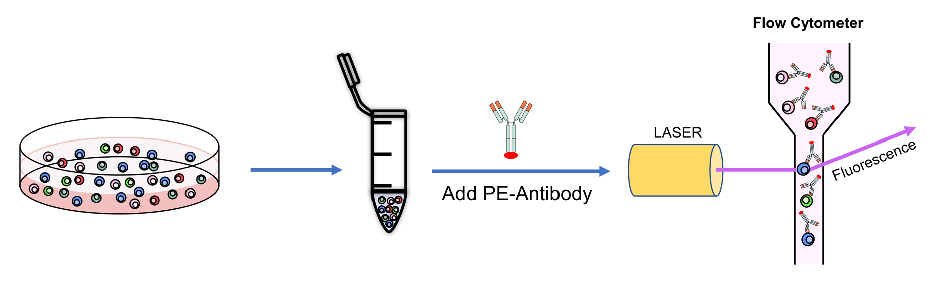 抗体binding检测.png