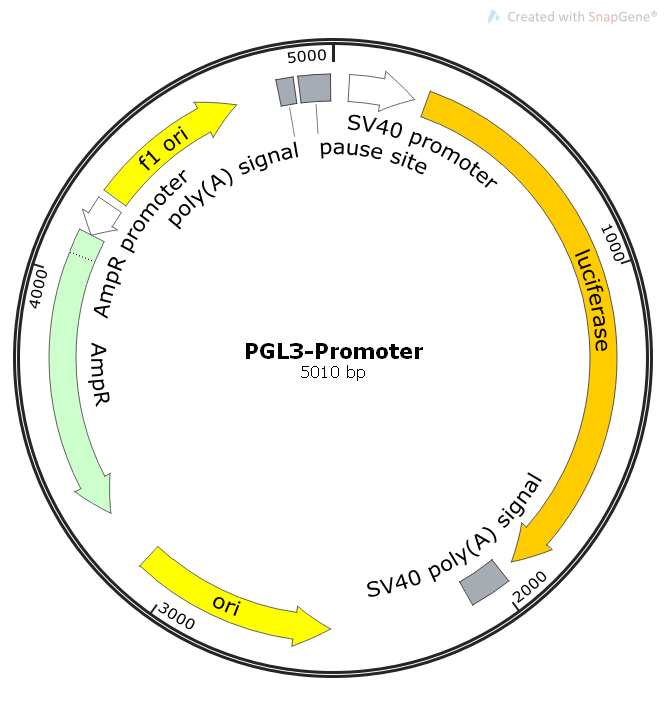 PGL3-Promoter Map.png