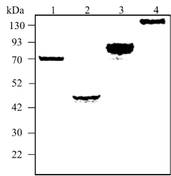 /ueditor/image/20240517/1715911480416880/21006393e502291bd7c3eca5c82fdf28.png image.png