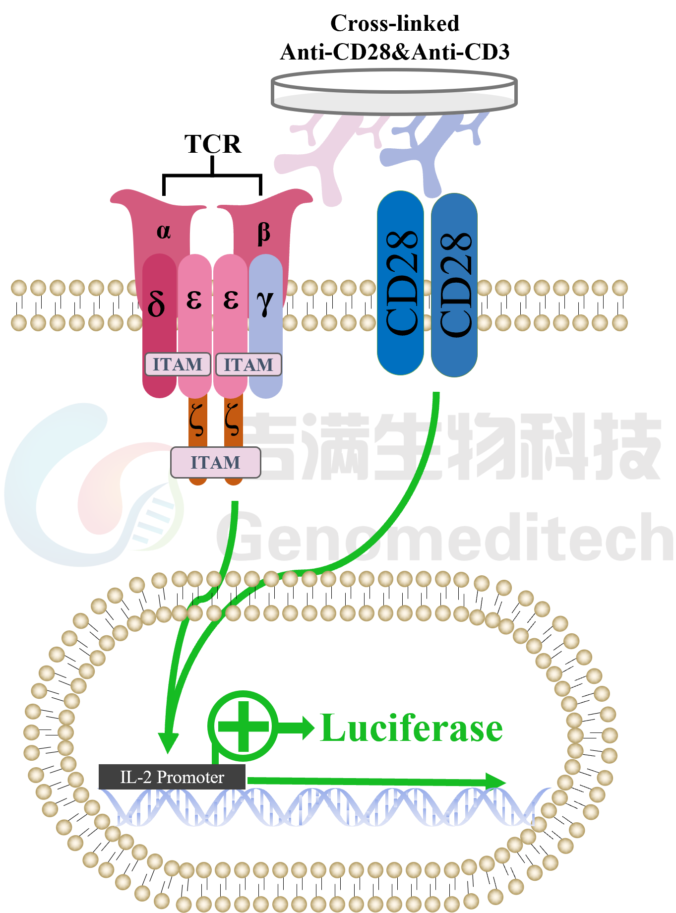 /ueditor/image/20240909/1725850036593295/1054cff0ec2f757dba129ebed33c0e30.png IL2 promoter信号通路图.png