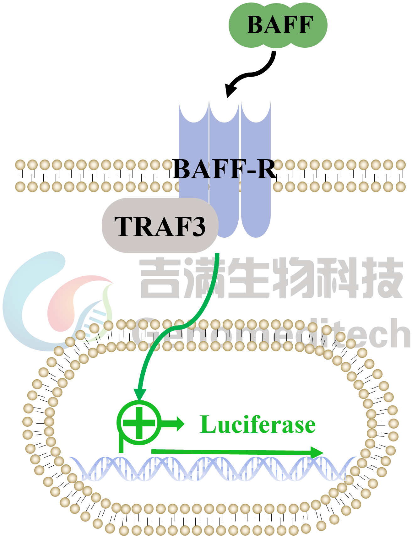 /ueditor/image/20240918/1726637996898422/70ff727f8b777da464201c866293df36.png GM-C31635信号通路.png