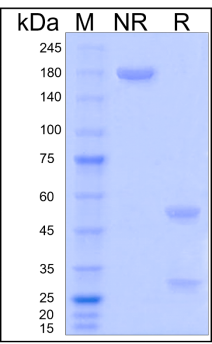 /ueditor/image/20240523/1716435082999404/0d635e9dfc763939bc478a9441f87d04.png image.png